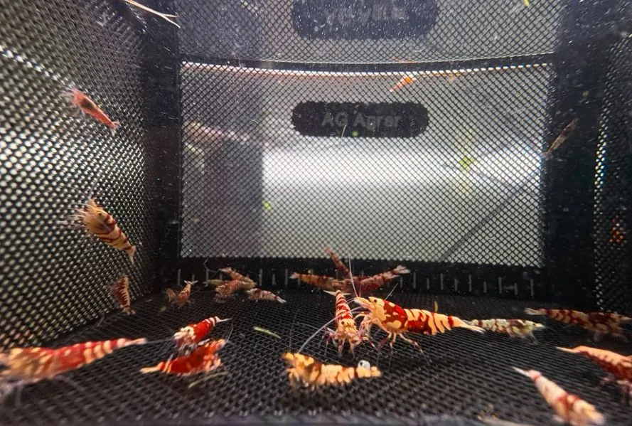 Red Fancy Tiger Garnele Caridina sp. in Wiehl