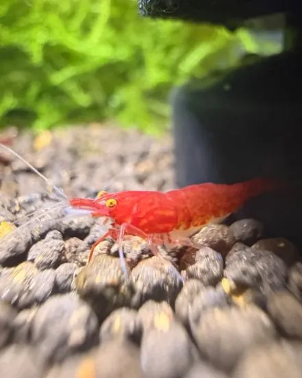 Red Fire Garnele OE SSS Grad - Neocaridina davidi in Wiehl