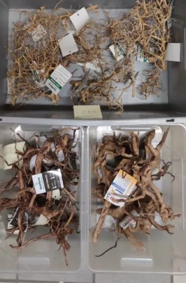 Aquarium-Wurzeln verschiedene Größen 10-30cm unbenutzt