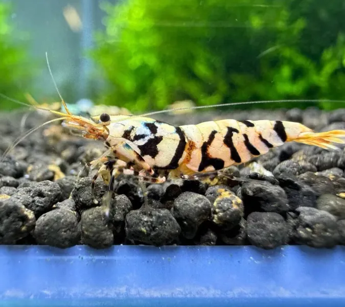 Nanashi Fancy Tiger Garnele (Caridina sp.)