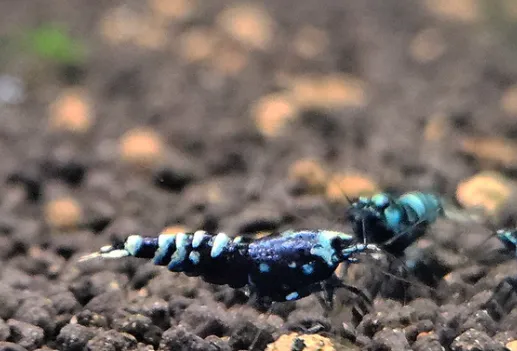 Purple Metallic Nanashi Garnelen | Caridina
