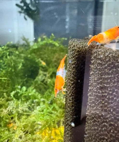 Orange Rili