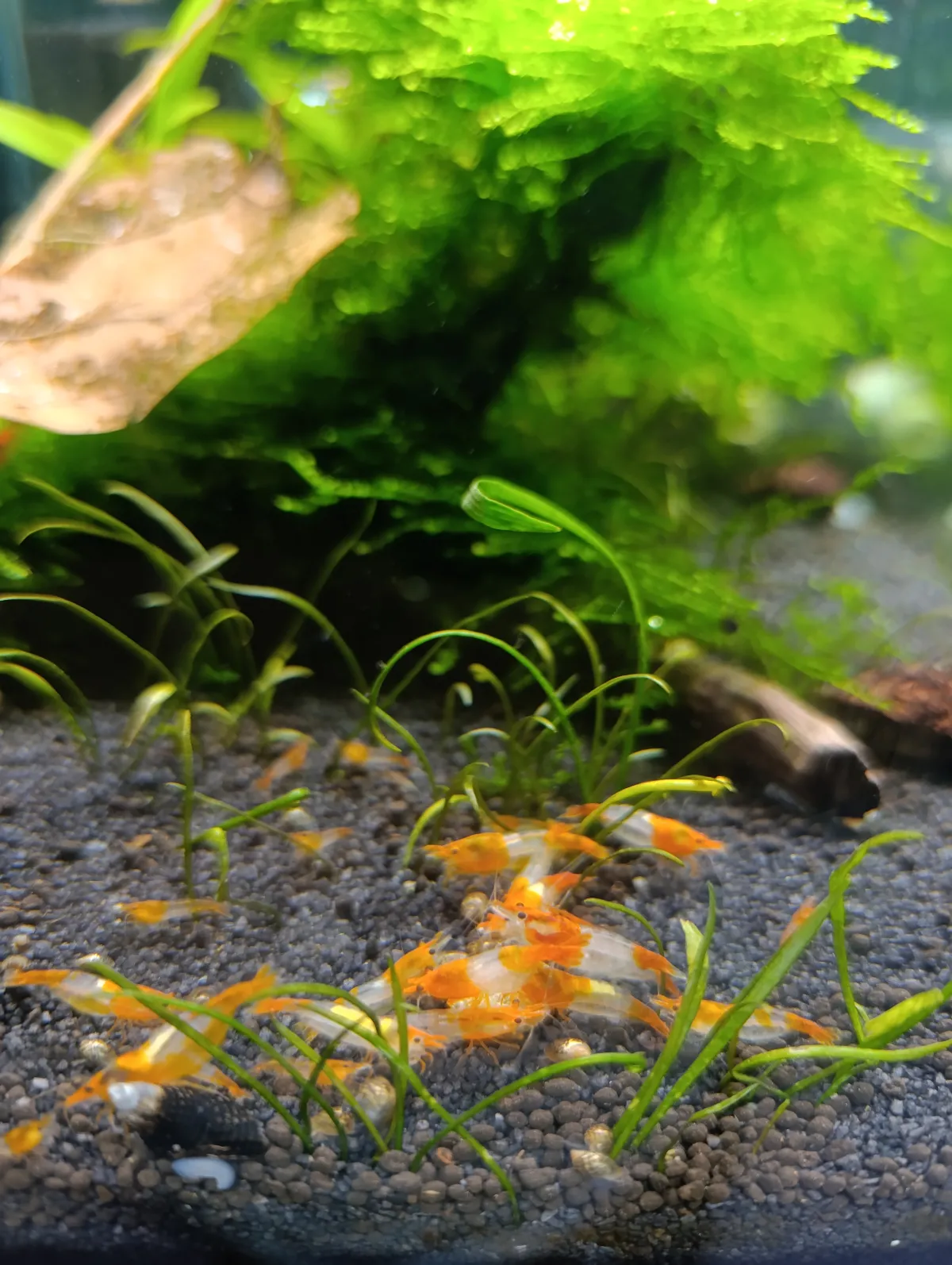 Neocaridinas rillis naranjas Bild 2
