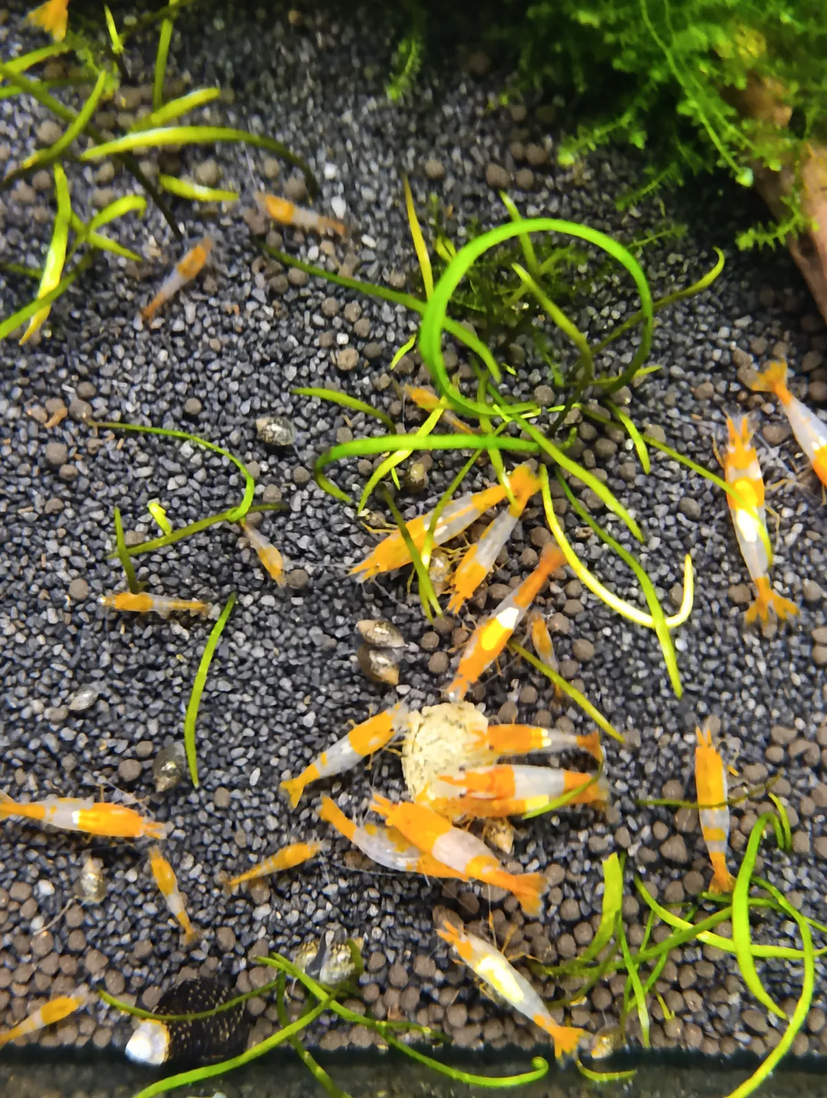 Neocaridinas rillis naranjas