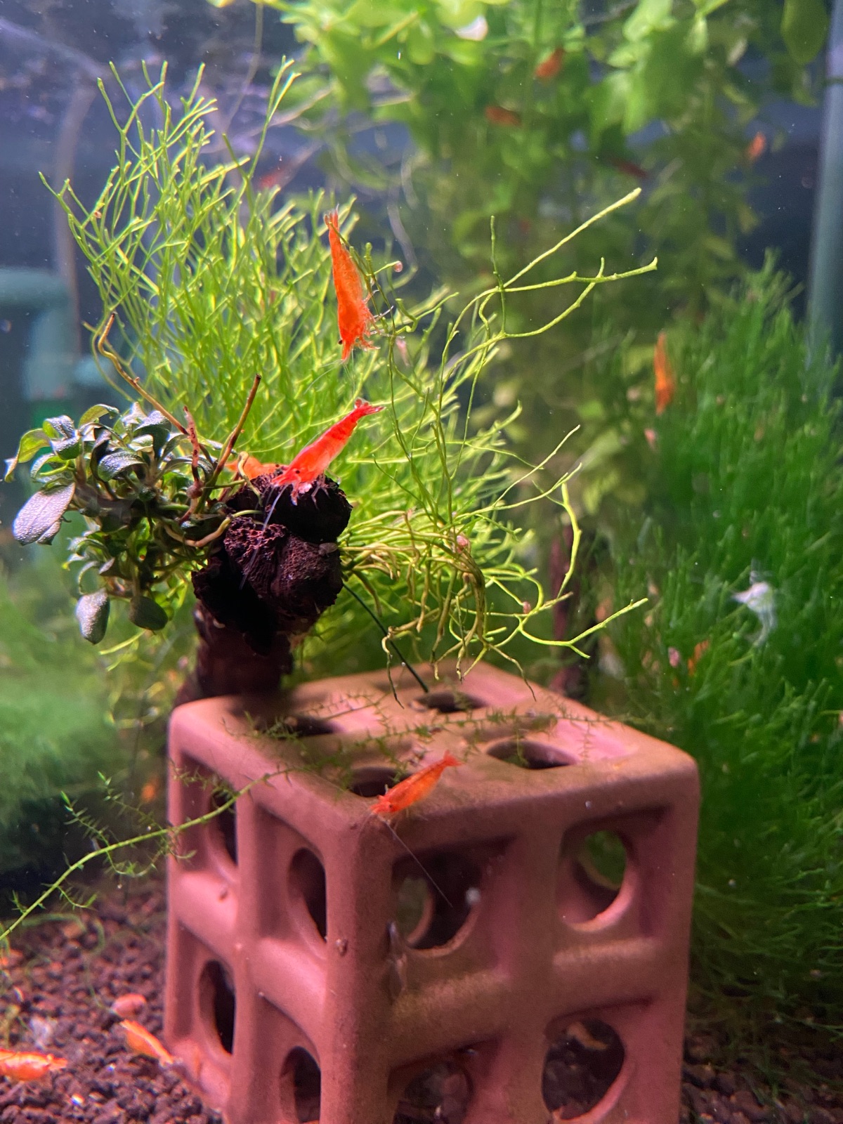 Koi Sunburst in Leipzig