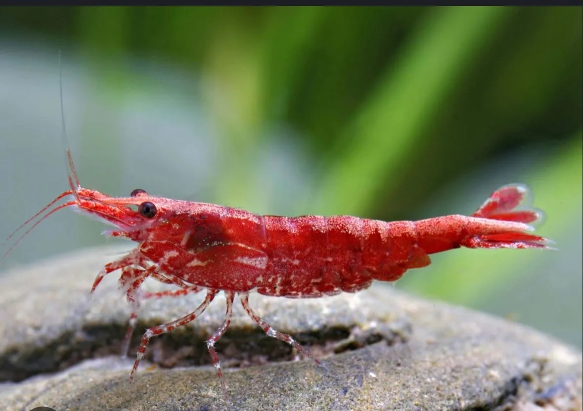 Hochwertige Red Cherry Garnelen/ Kräftige Rote Farbe in Berlin