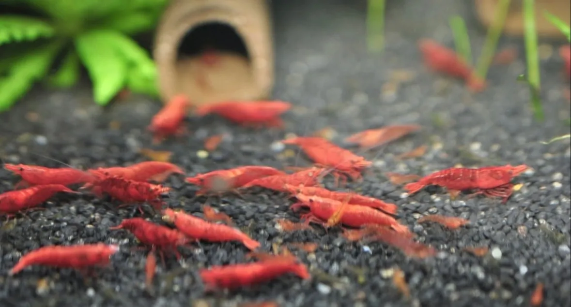 Hochwertige Red Cherry Garnelen/ Kräftige Rote Farbe Bild 2