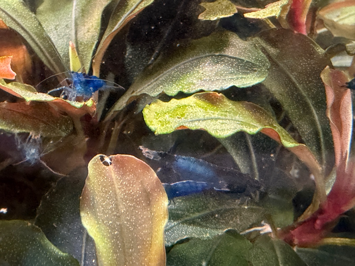 Ich biete Blue Carbon Rilli (Blue/Black Rilli) aus eigener Zucht an