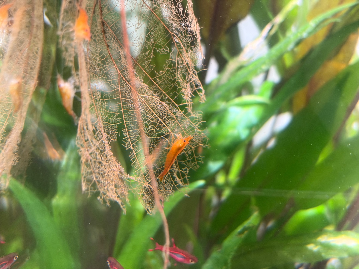 Ich biete Orange Sakura aus eigener Zucht