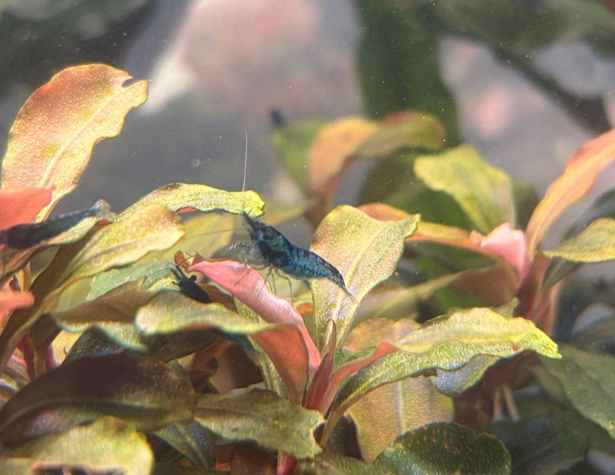 Blue/Black Rilli Becken