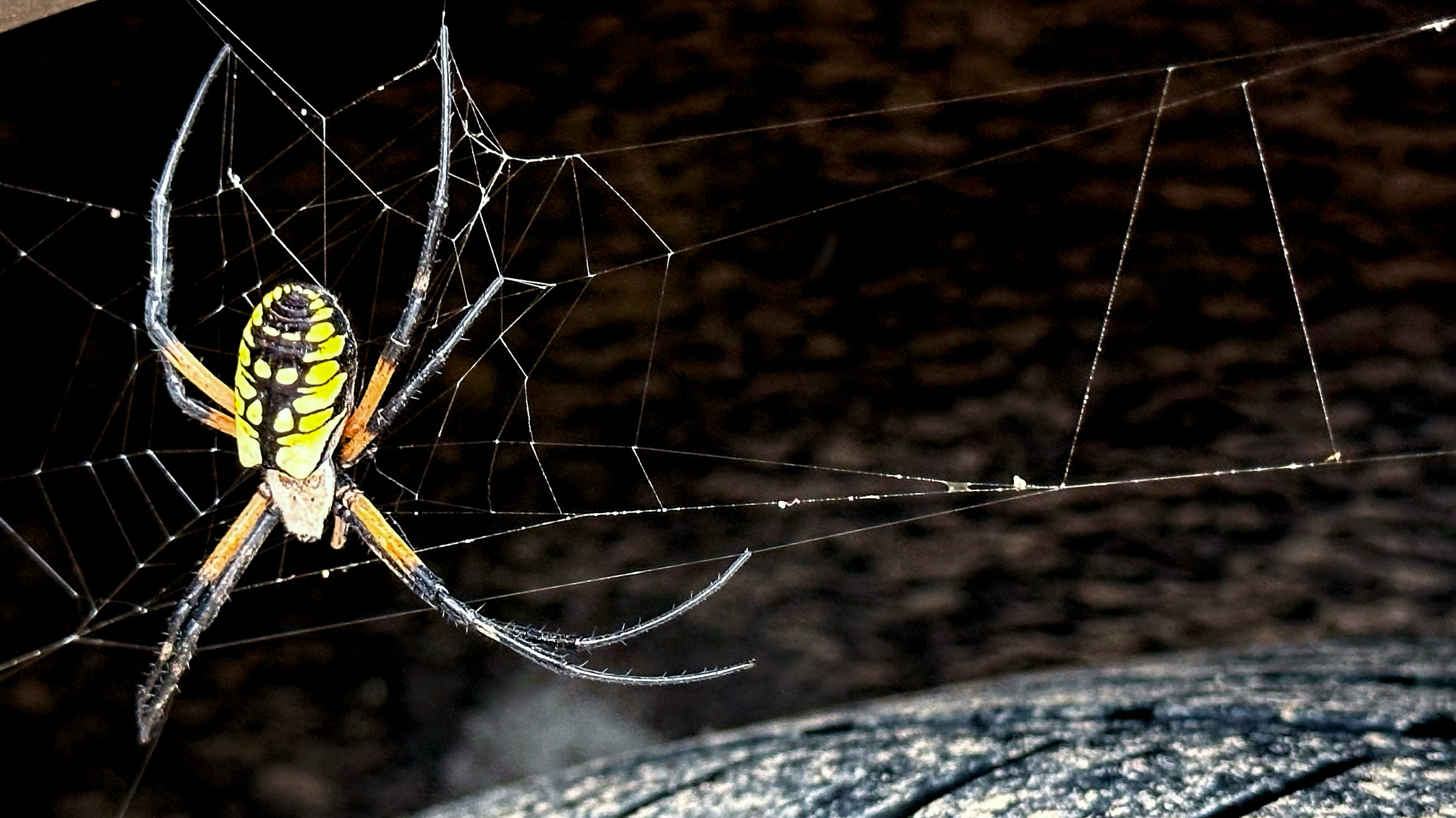 A black-and-yellow garden spider hanging in its web against a dark background