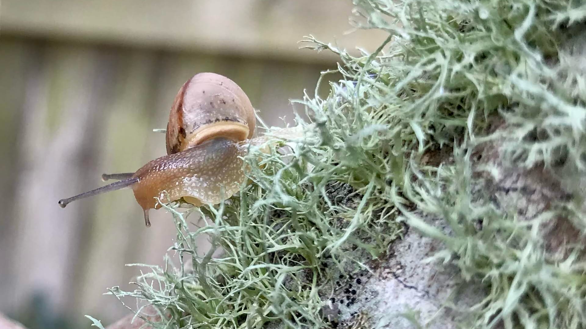 A brown snail with a spiral shell crawling over pale green lichen on a tree branch