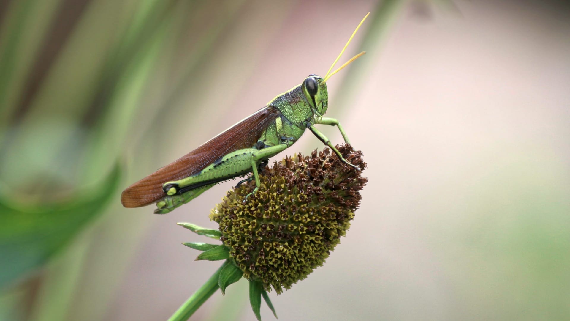 A green grasshopper with brown wings perched on a dry coneflower seed head