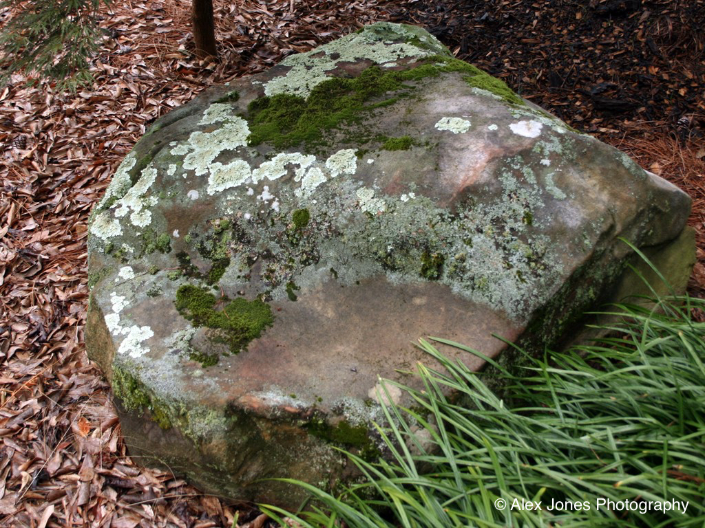 This large rock is covered with green moss and light-colored patches called lichen.