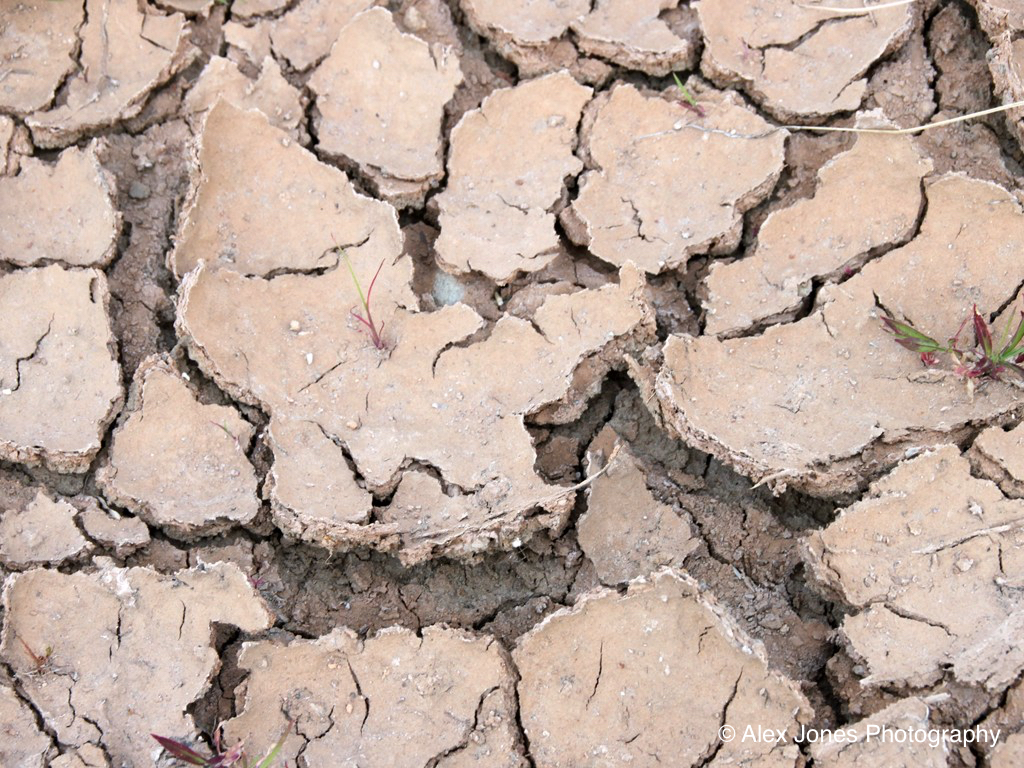 The picture shows dry, cracked soil that looks like puzzle pieces. Small green plants are trying to grow through some of the cracks.