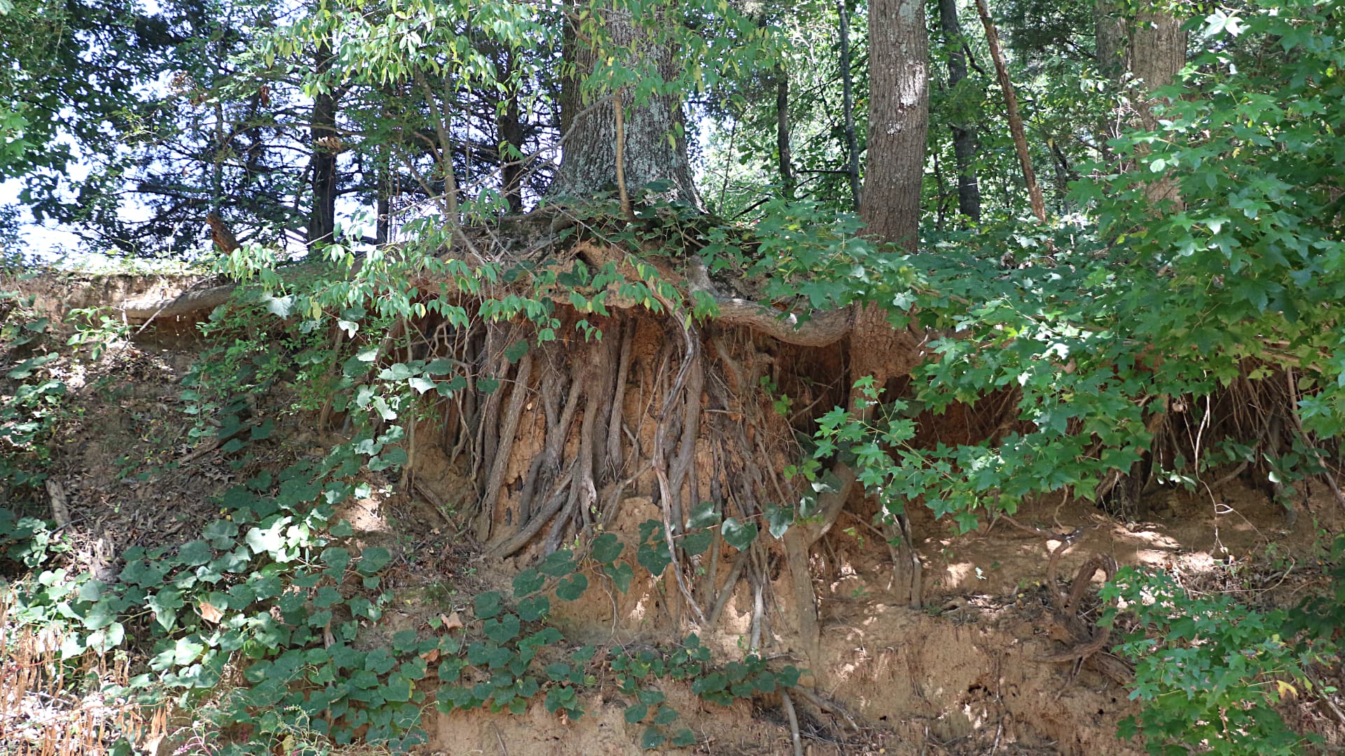 This image shows the exposed roots of a tree, clinging to a steep, eroded bank. The roots are thick and spread out, holding the soil together.