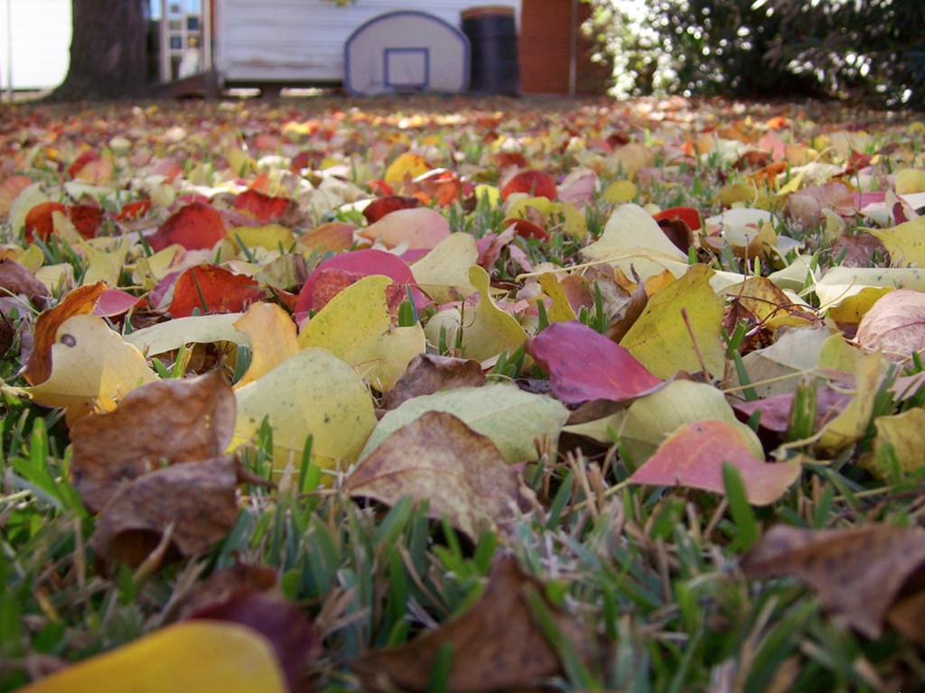 This image shows a yard covered with fallen leaves in many colors—red, yellow, orange, pink, and brown.