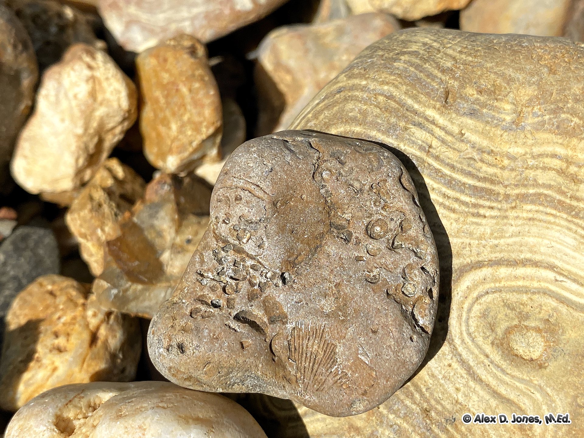 This image shows several fossil specimens that contain the preserved remains of ancient sea creatures.