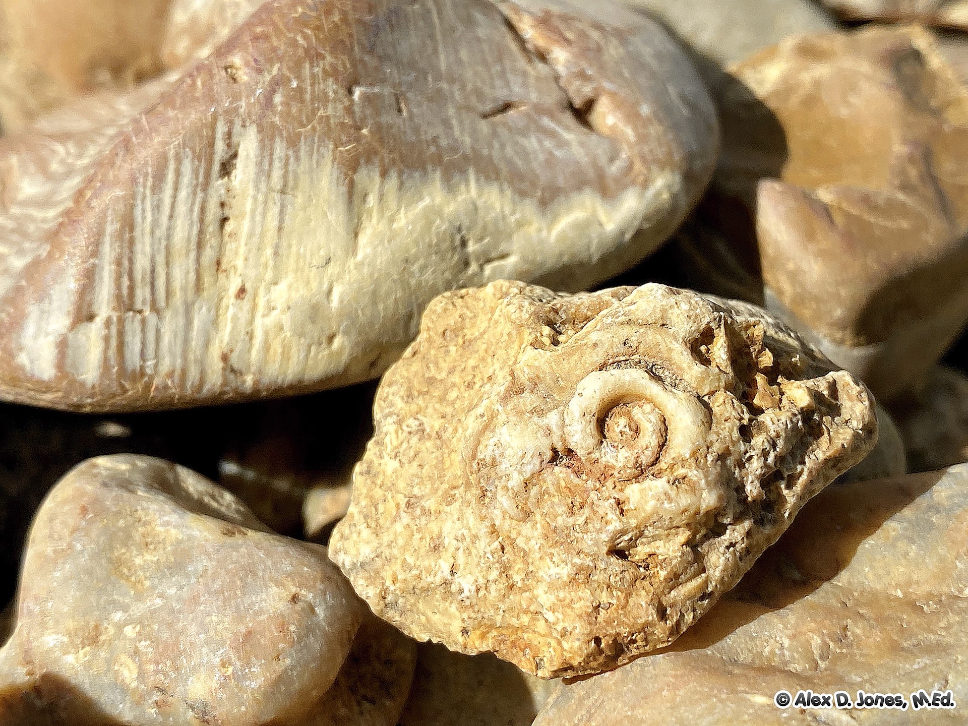 This image shows several fossil shells and rocks found together on the ground. The fossils have spiral shapes and ridged patterns that show us what sea creatures looked like millions of years ago.