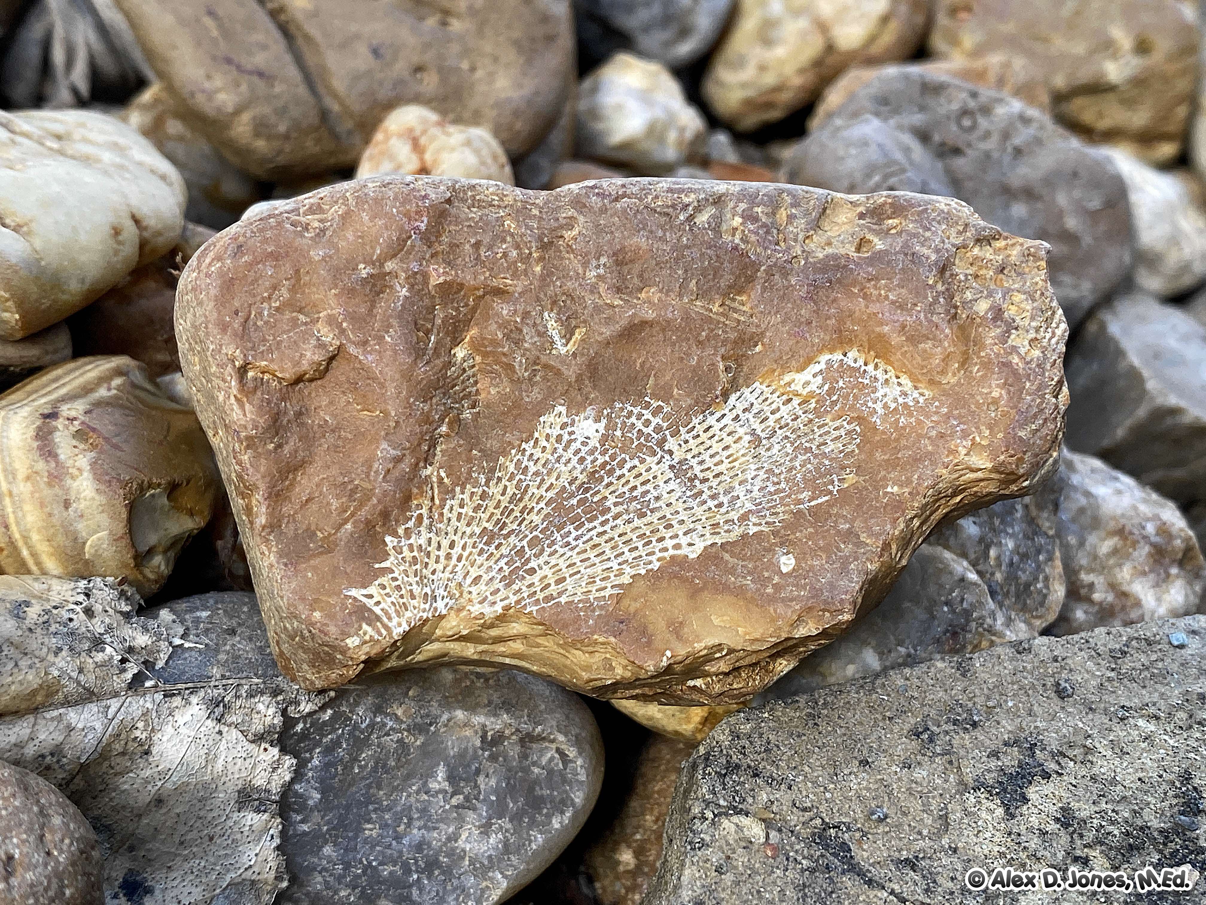 This rock shows the fossil of an ancient sea creature called a scallop shell. The white shell pattern is pressed into the brown rock, showing the fan-shaped ridges that spread out from the bottom.