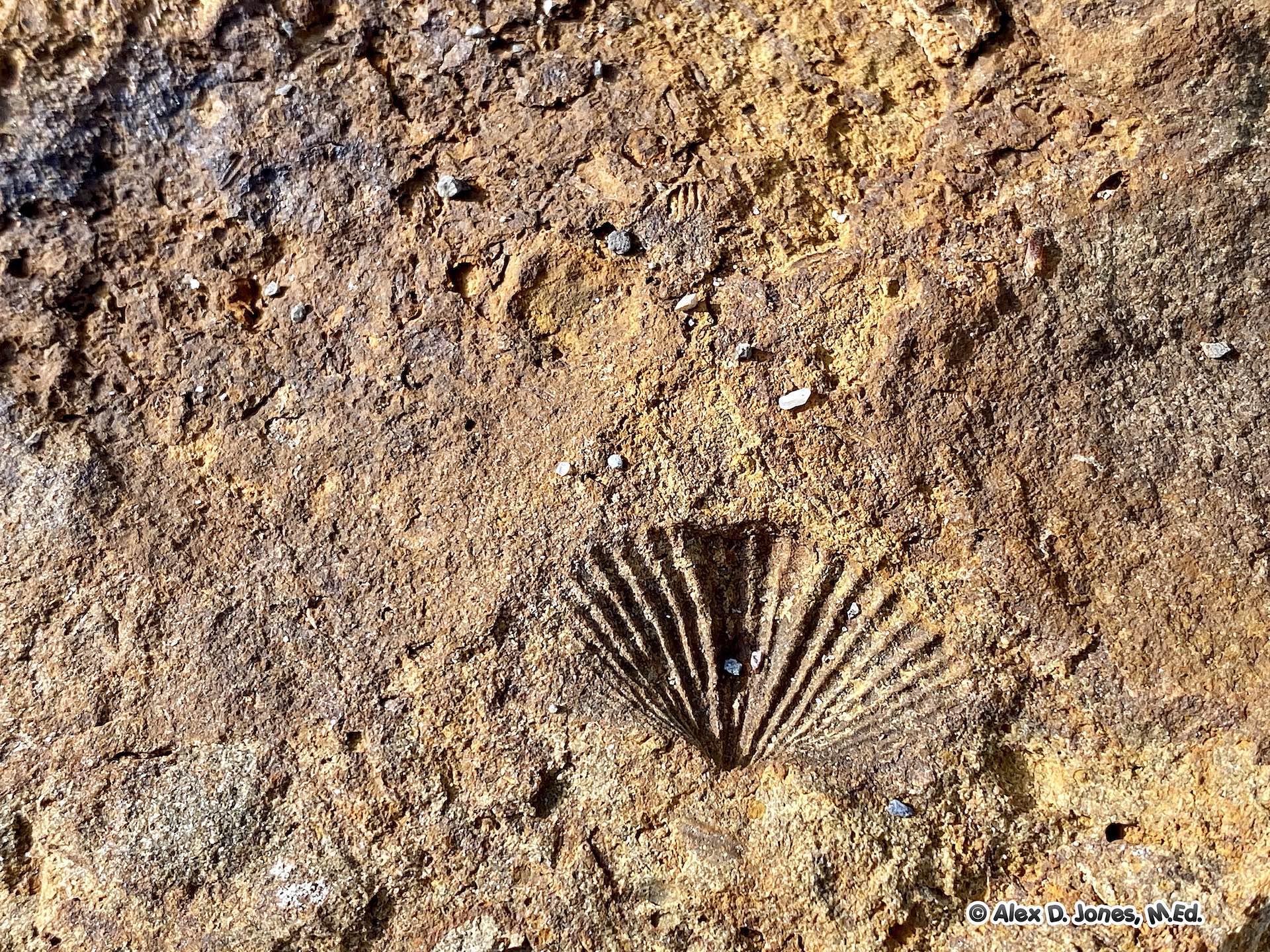 This image shows a fossil of an ancient sea creature called a brachiopod preserved in rock.