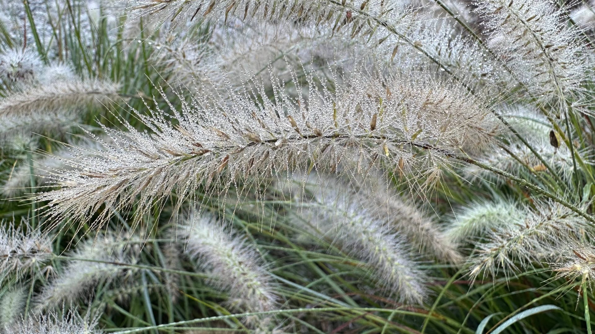 This image shows ornamental grass with fluffy, feathery seed heads covered in tiny water droplets.
