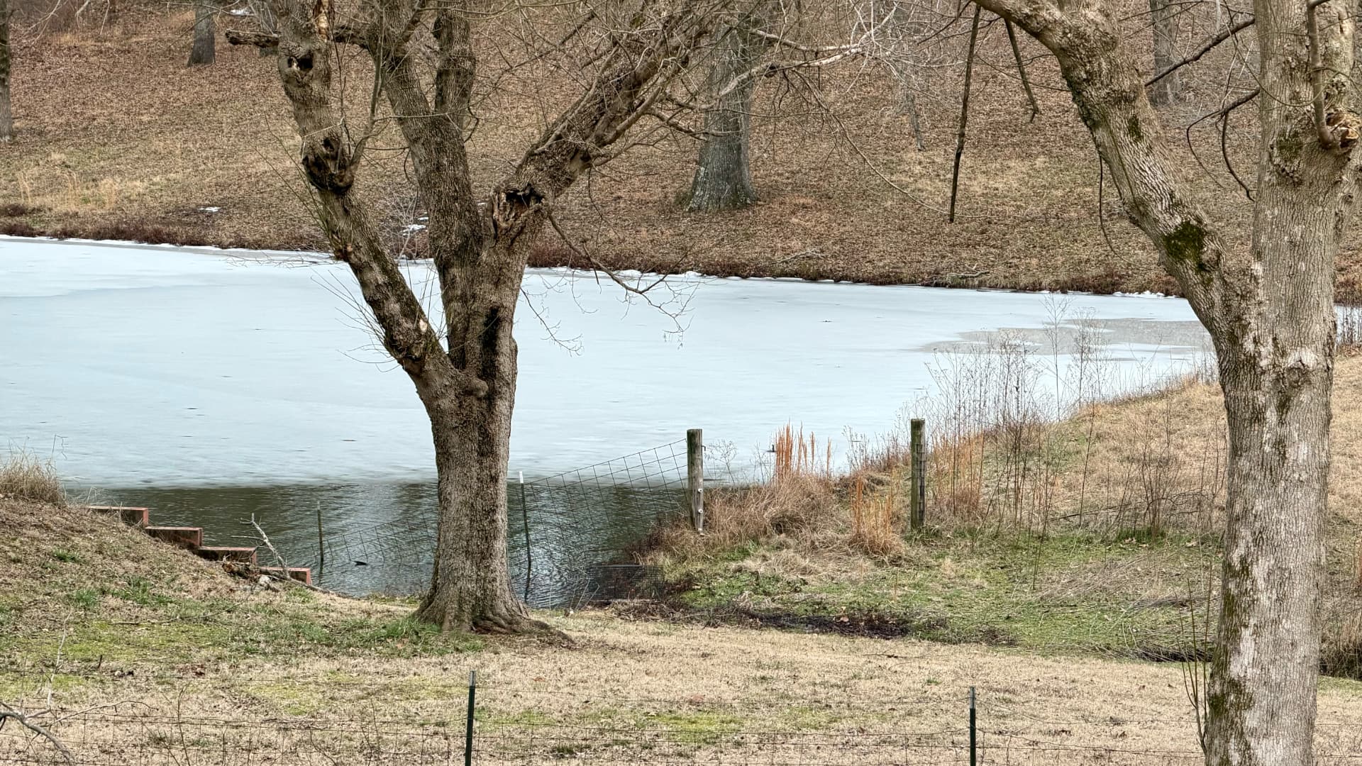 This image shows a frozen or partially frozen pond surrounded by bare trees and patches of grass along a sloped shoreline.