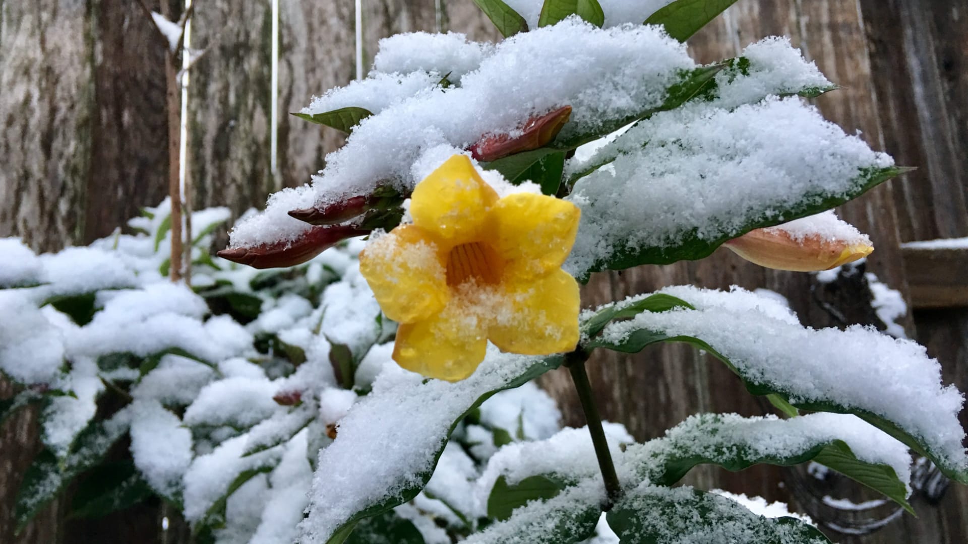 This image shows bright yellow daffodil flowers covered with a thick layer of fresh snow, with green leaves and closed flower buds peeking through the white coating.