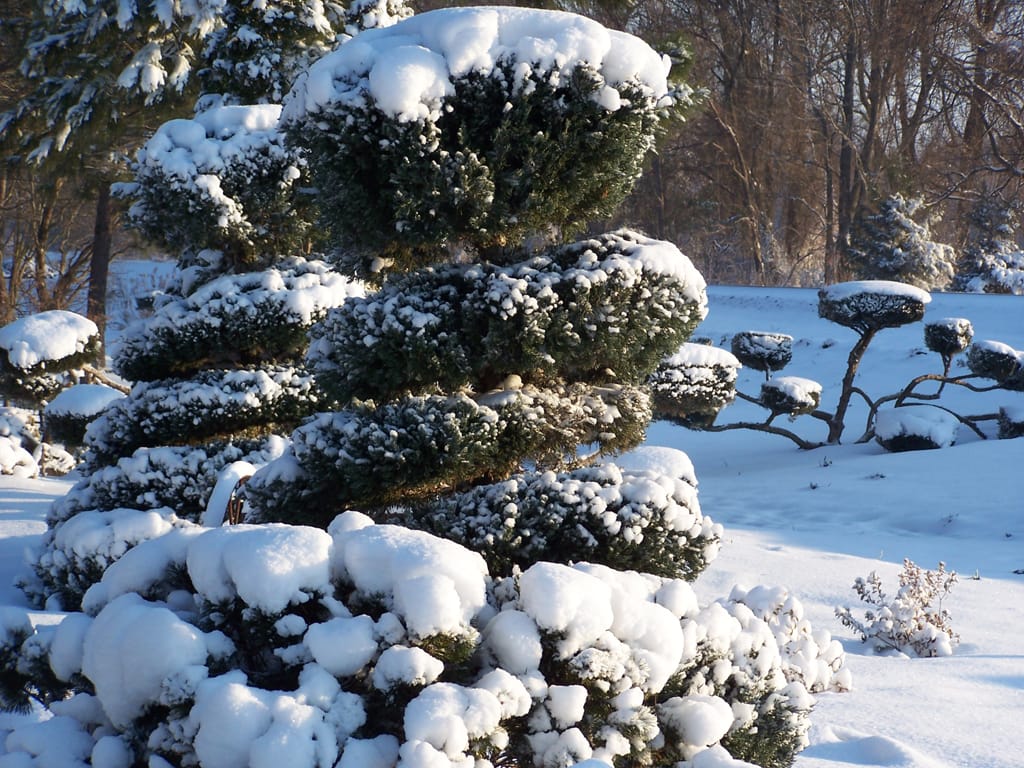 This image shows evergreen trees (like pine and spruce trees) completely covered with thick, fluffy snow during winter.