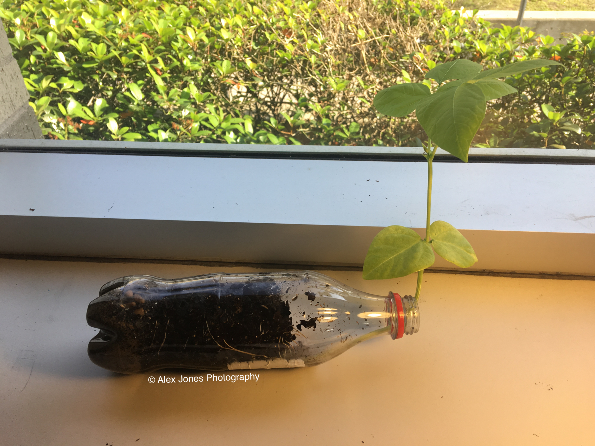 This image shows a young plant sprouting from a clear plastic bottle filled with water and soil, positioned on a sunny windowsill.