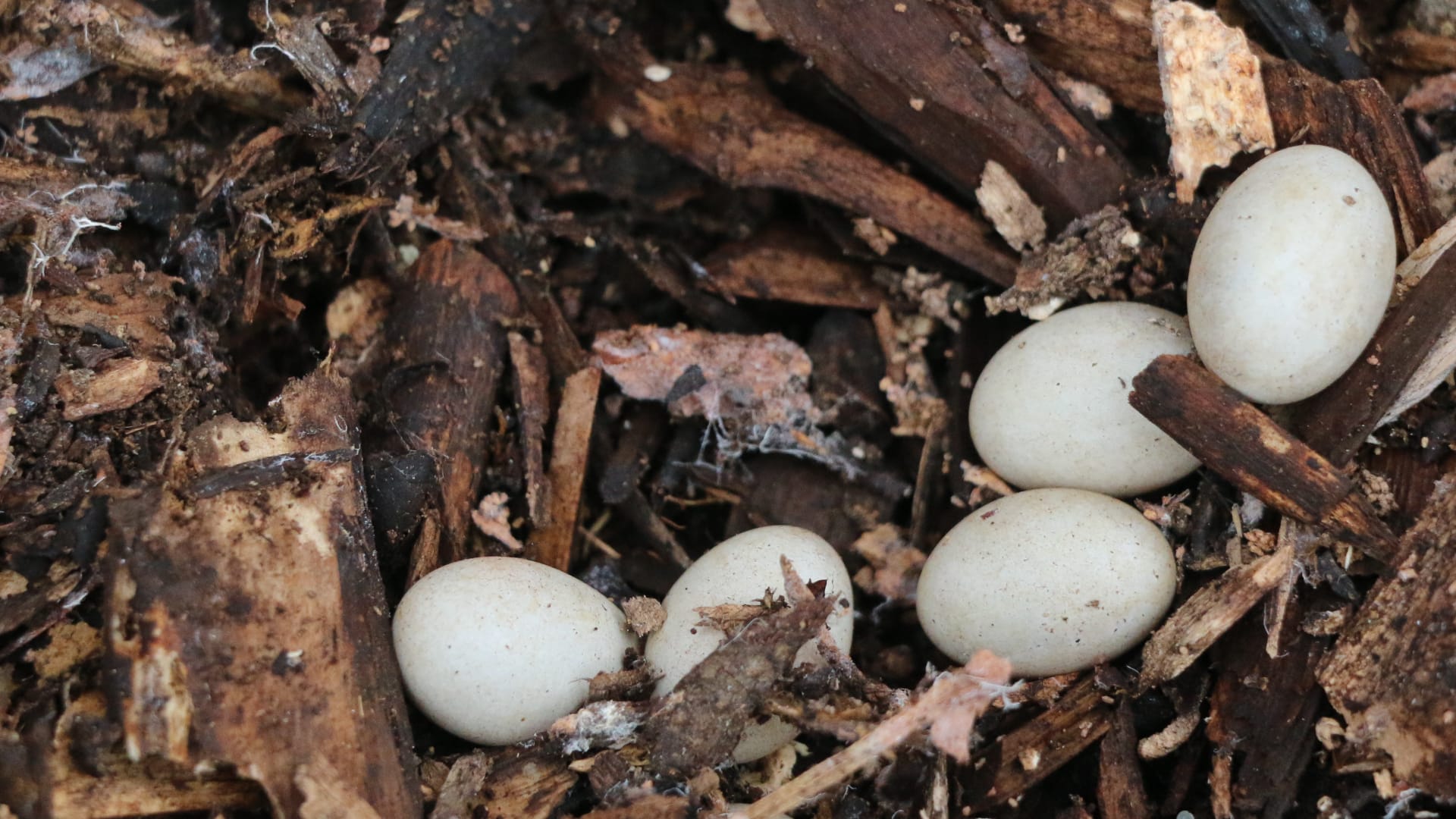 The photo shows several small, oval-shaped eggs nestled in a bed of dry leaves and wood chips.