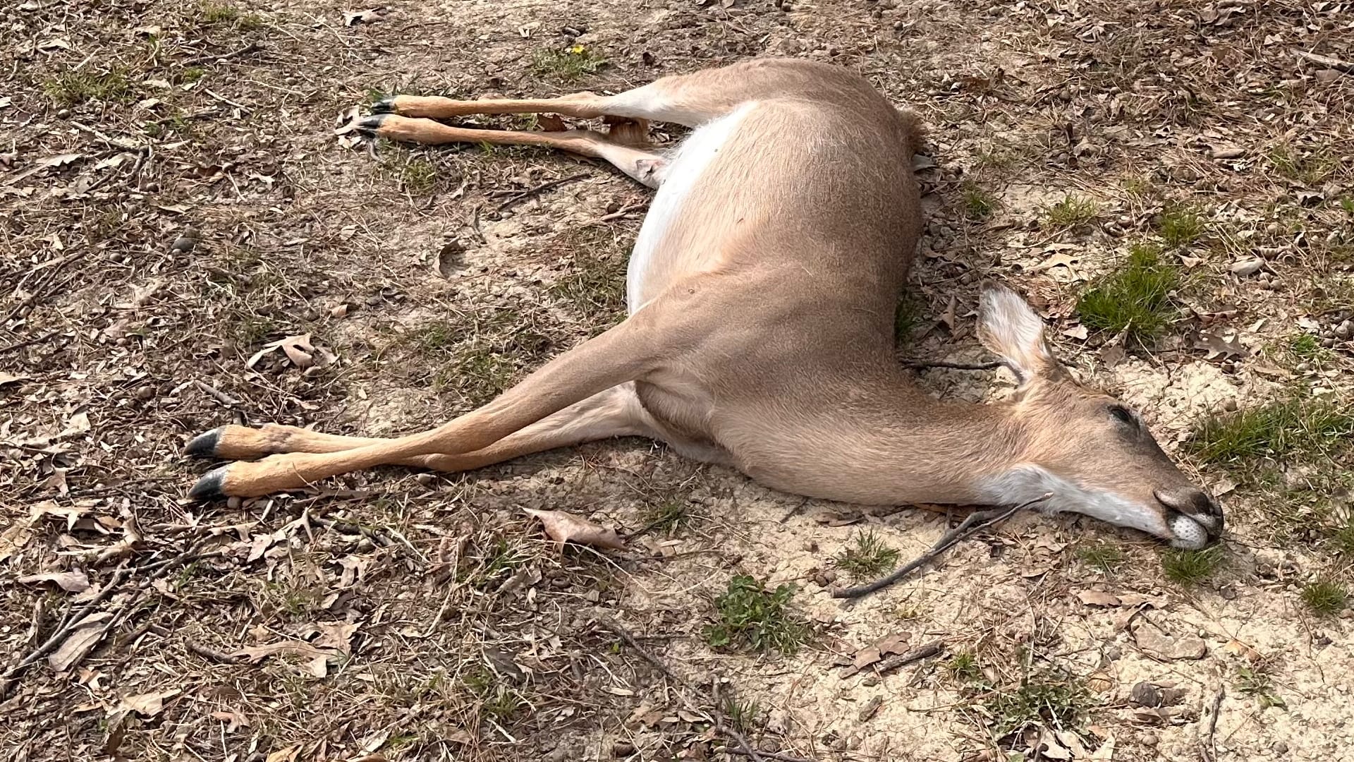 This image shows a deceased deer lying on the ground in a natural outdoor setting.