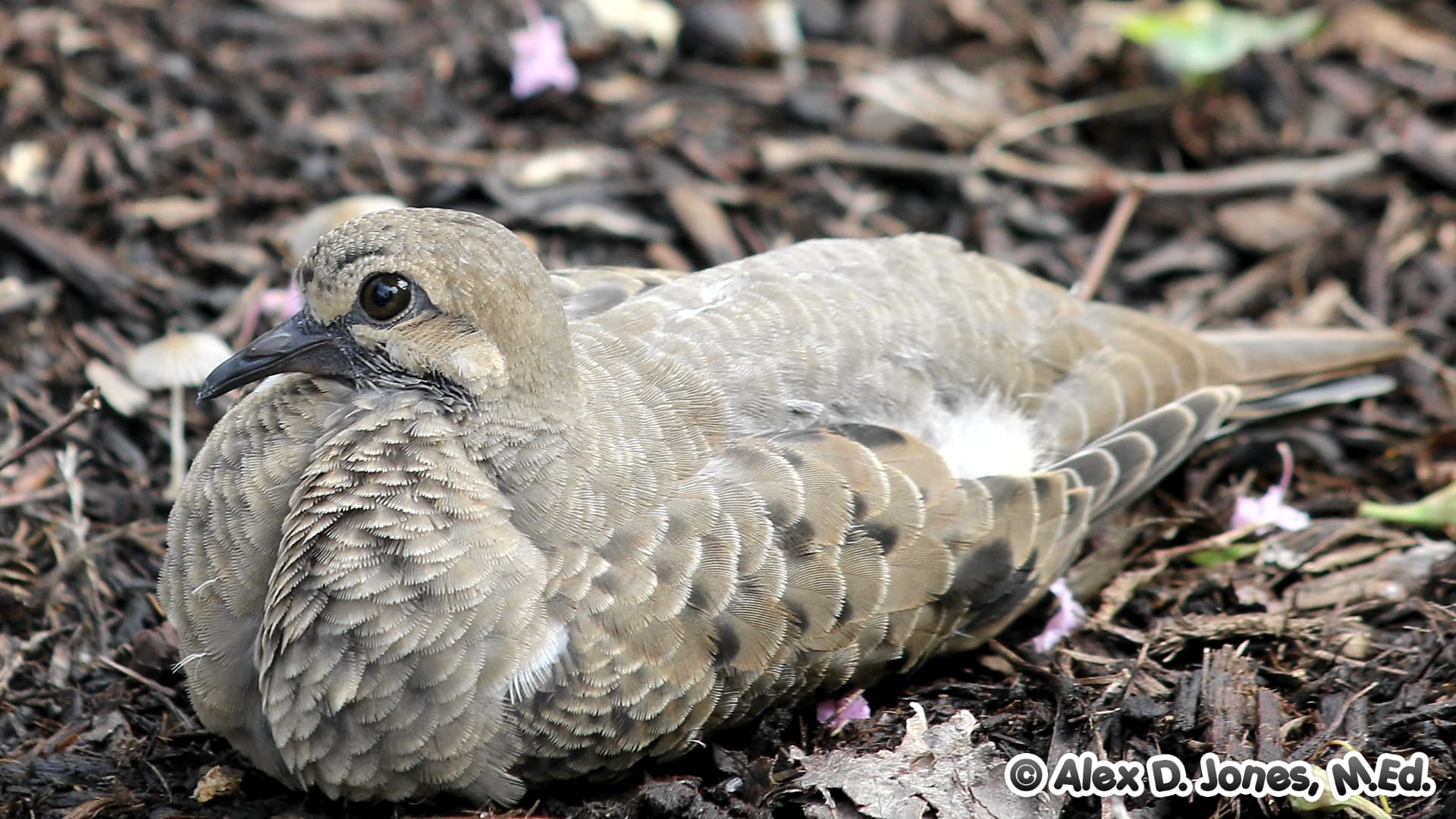 This photograph shows a killdeer bird resting on rocky, sandy ground with small purple flowers and twigs scattered around it.