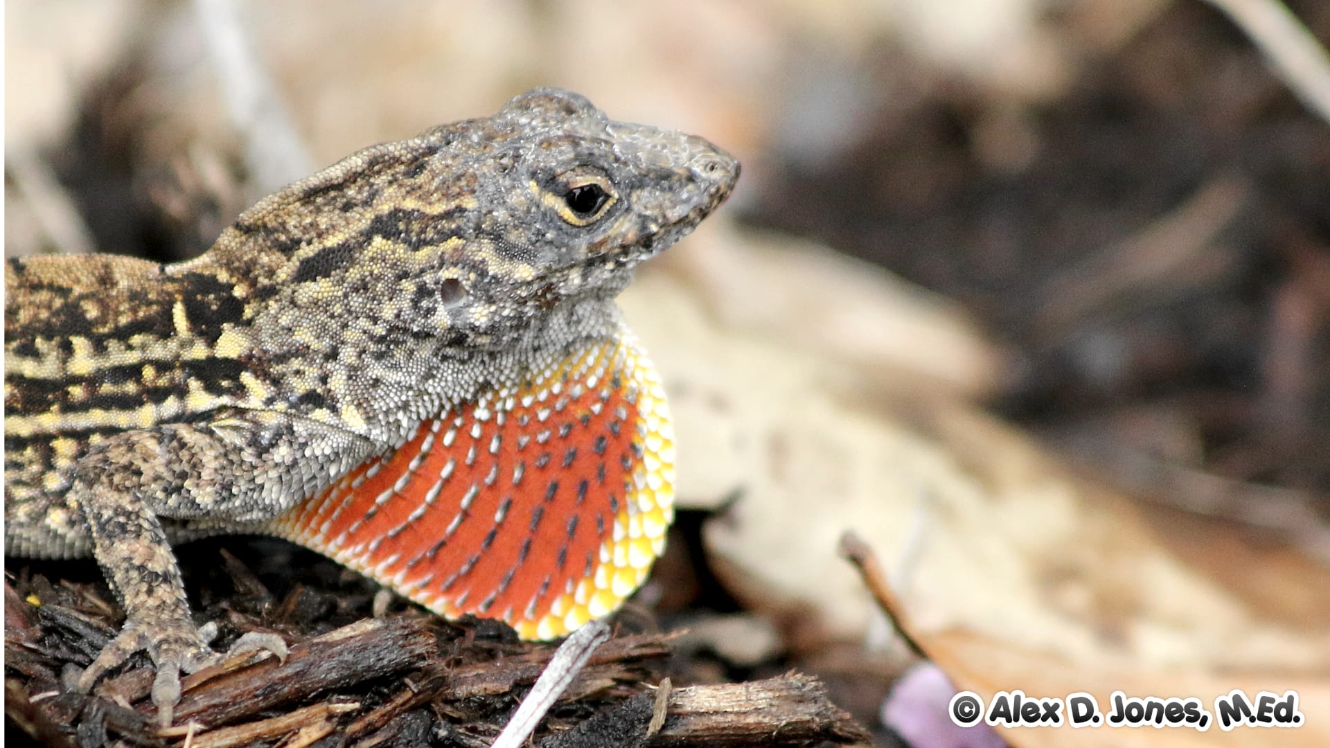 This lizard has a bright orange and red flap of skin under its neck called a dewlap.