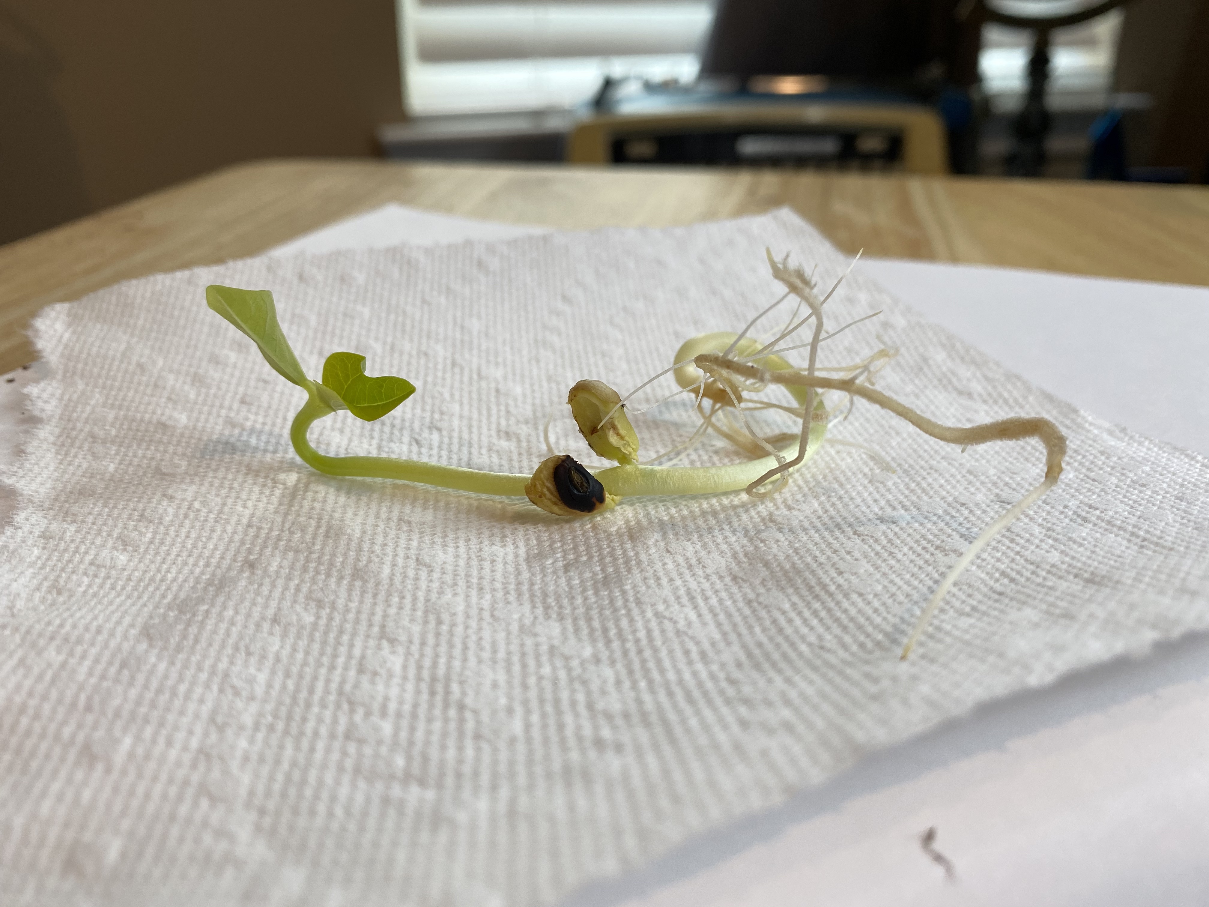 A young plant is growing from a dark seed on a white paper towel. The plant has green leaves and white roots that are spreading out.