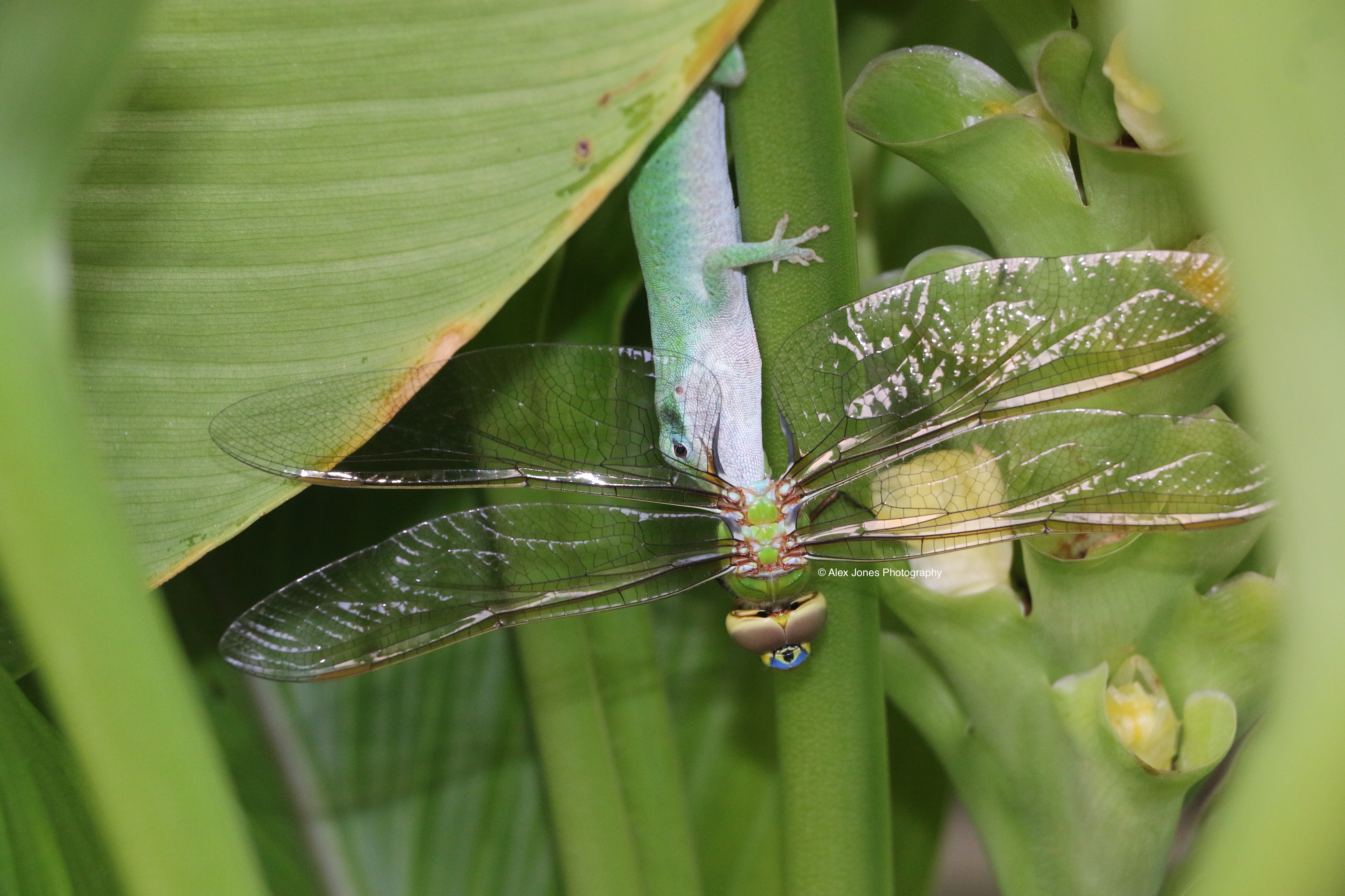 A green gecko sits on top of a dragonfly that has clear wings with dark lines. The gecko and dragonfly are resting on green plant leaves.