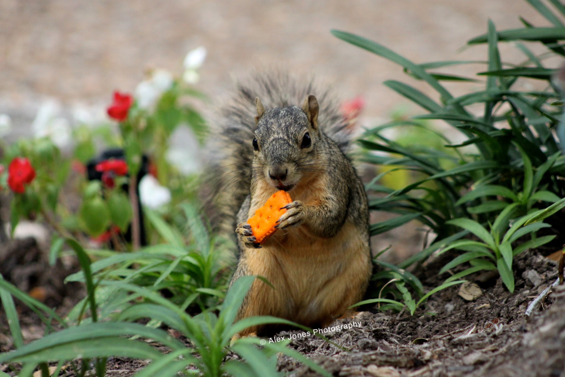 This photo shows a squirrel sitting on the ground and eating a piece of orange food.
