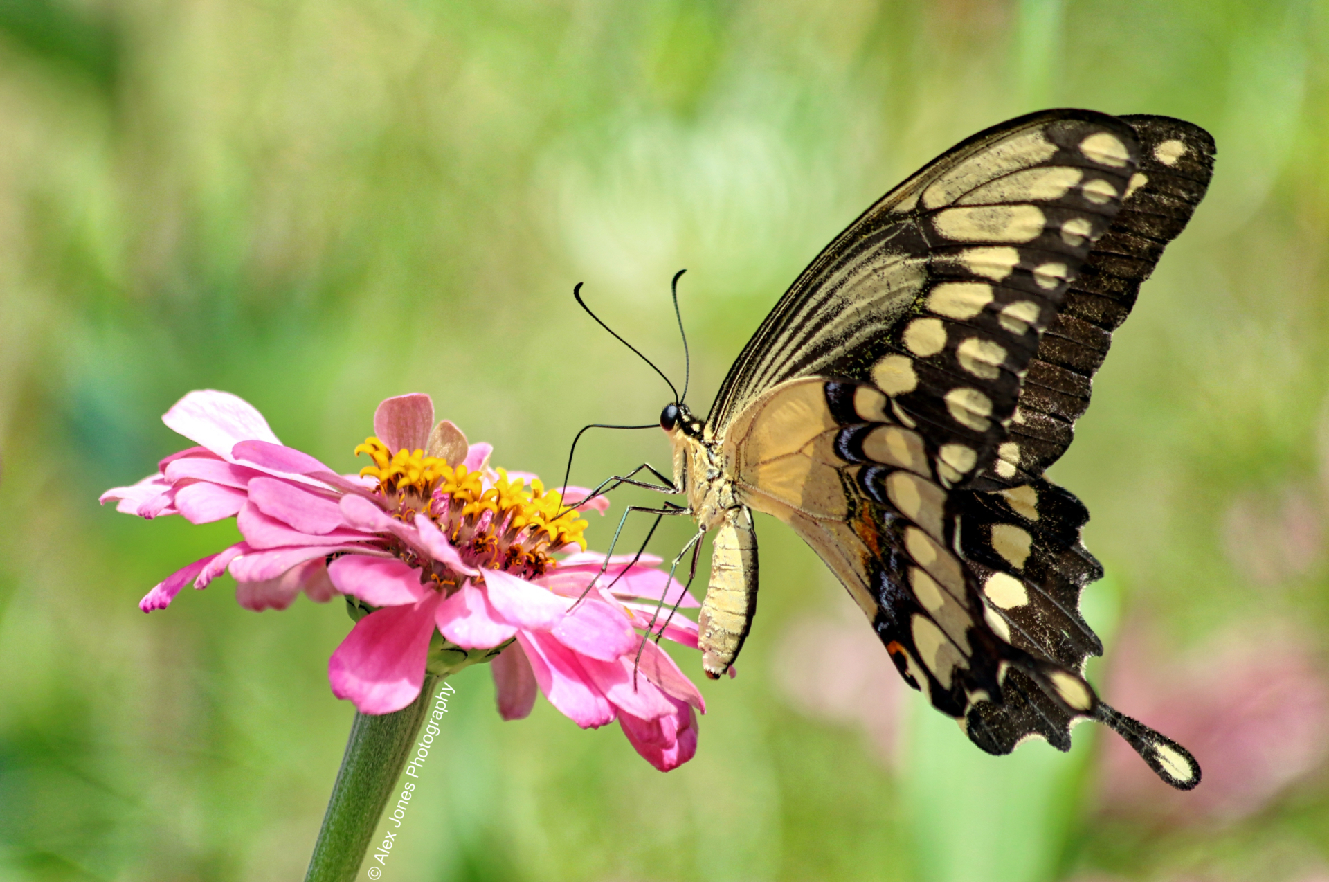 A beautiful butterfly with black wings and yellow spots is drinking nectar from a pink flower.