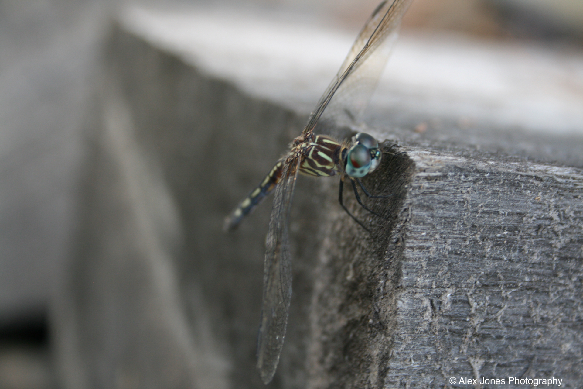 A dragonfly sits on a piece of wood with its big blue eyes and clear wings. The dragonfly has a long, thin body with yellow and black stripes.