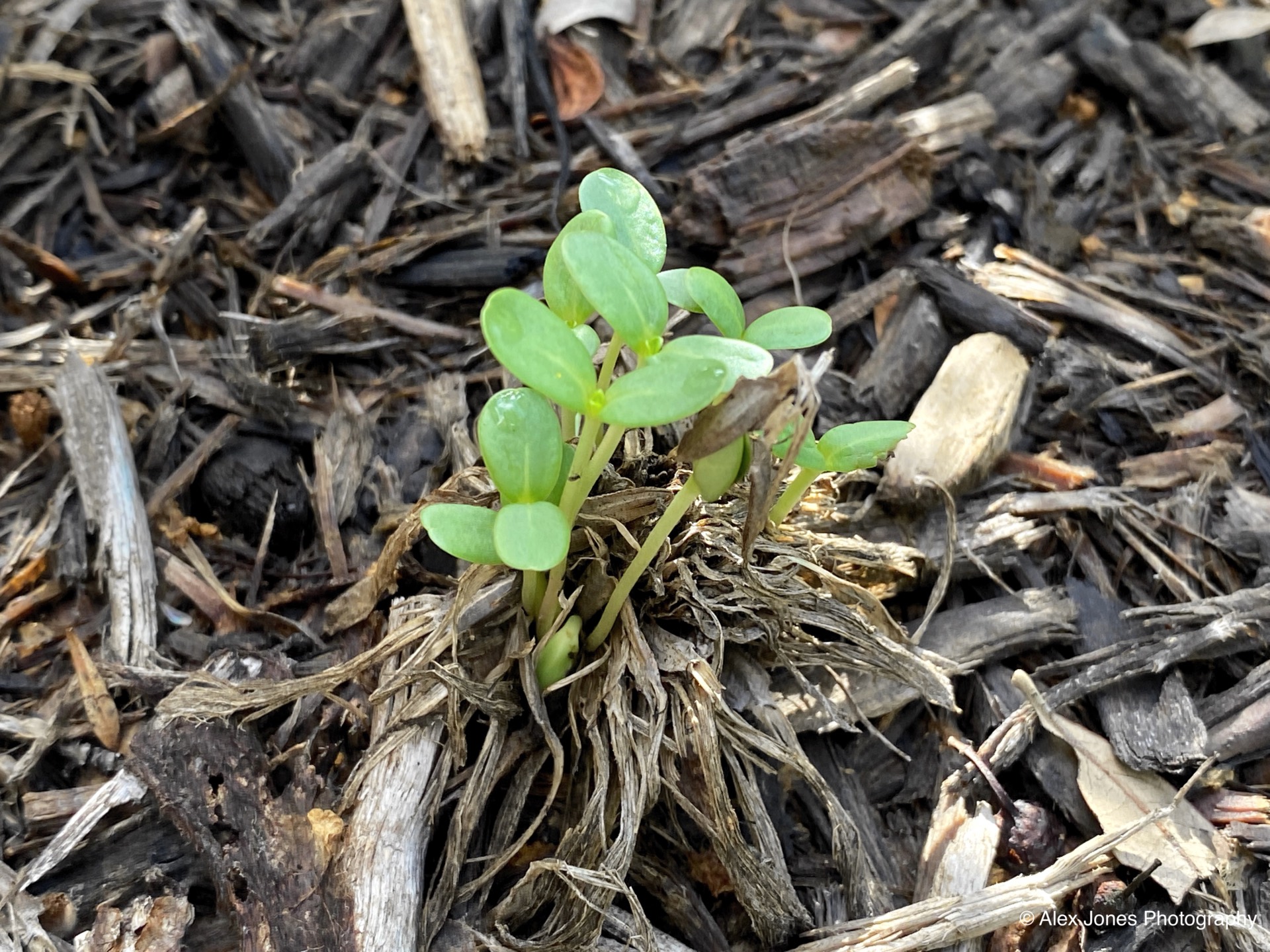 A small green plant with round leaves is growing up through old, dry plant pieces on the ground.
