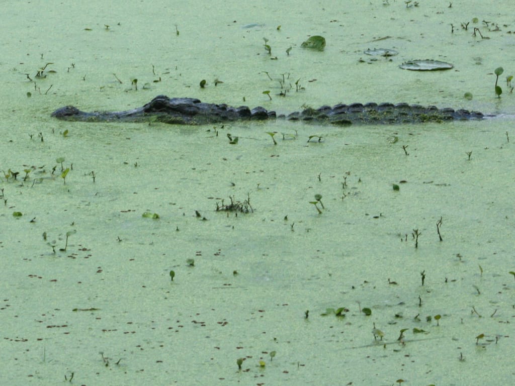 This image shows an alligator hiding in shallow water with its head and back just barely visible above the water's surface.