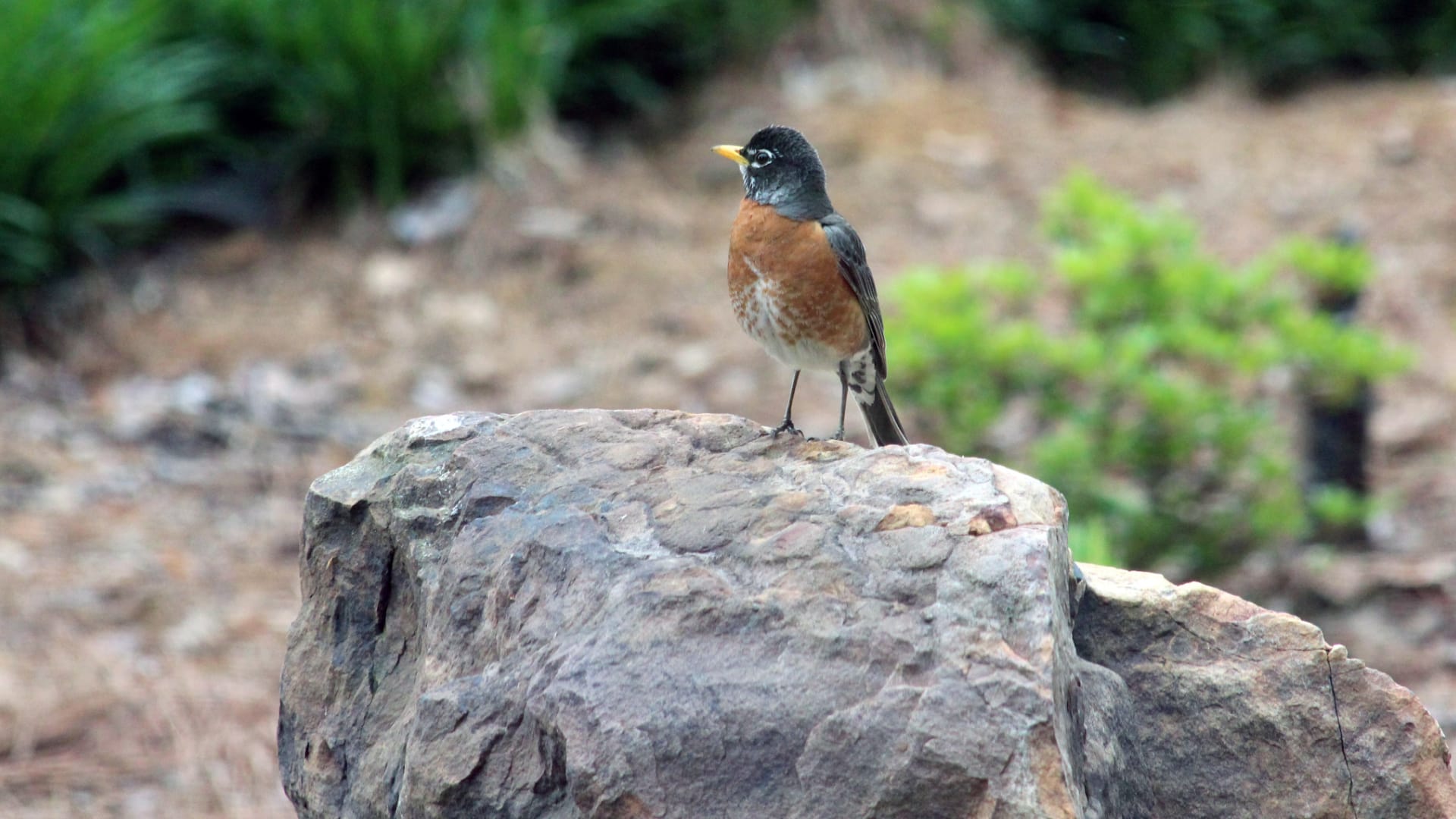 This image shows an American robin perched on a rock. You can see its distinctive features: a dark gray-blue head and back, a rust-colored orange-red breast and belly, and a thin yellow beak.