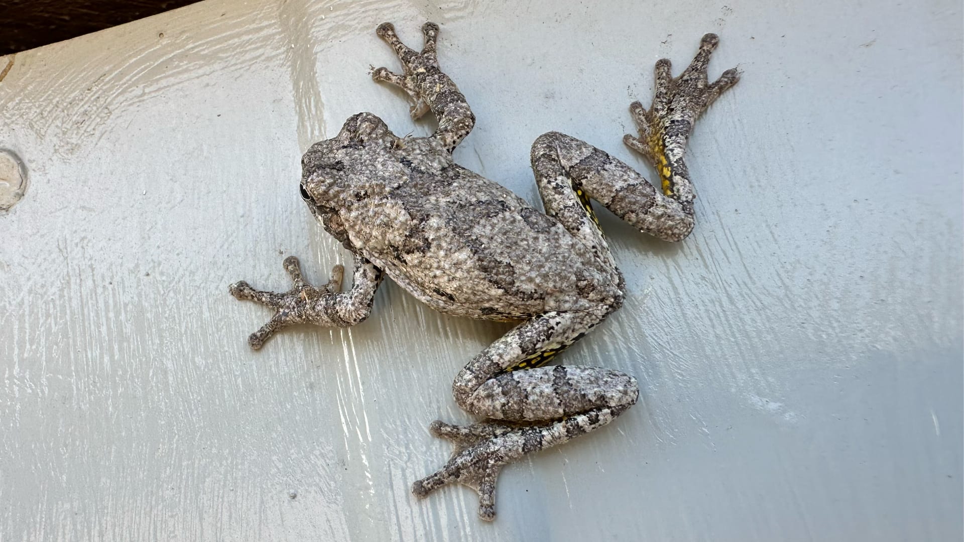 This image shows two gray tree frogs resting on a white wooden surface. You can see their bumpy skin, four legs with special toe pads, and their large bulging eyes.
