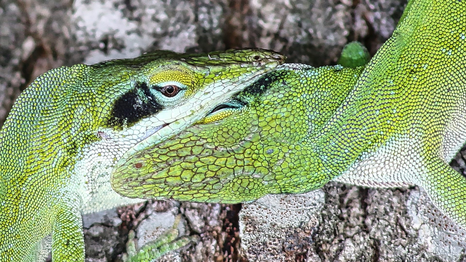 This image shows a bright green lizard resting on tree bark. You can see its bumpy skin covered in tiny scales, its alert eye, and its long tail.