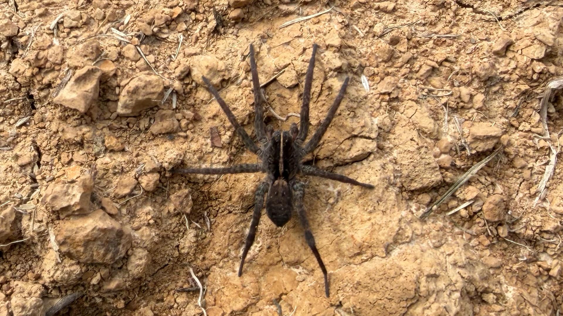 This image shows a dark brown spider on dry, sandy soil. You can see eight long legs spread out from its body, and it has a rounded abdomen (back section).