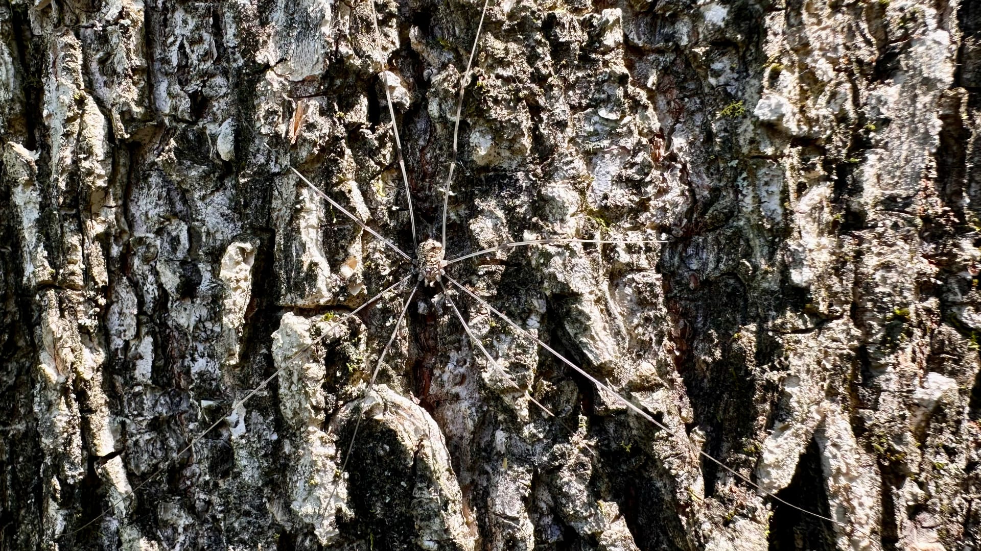 A spider sits on the rough, textured bark of a tree covered with lichen and moss.