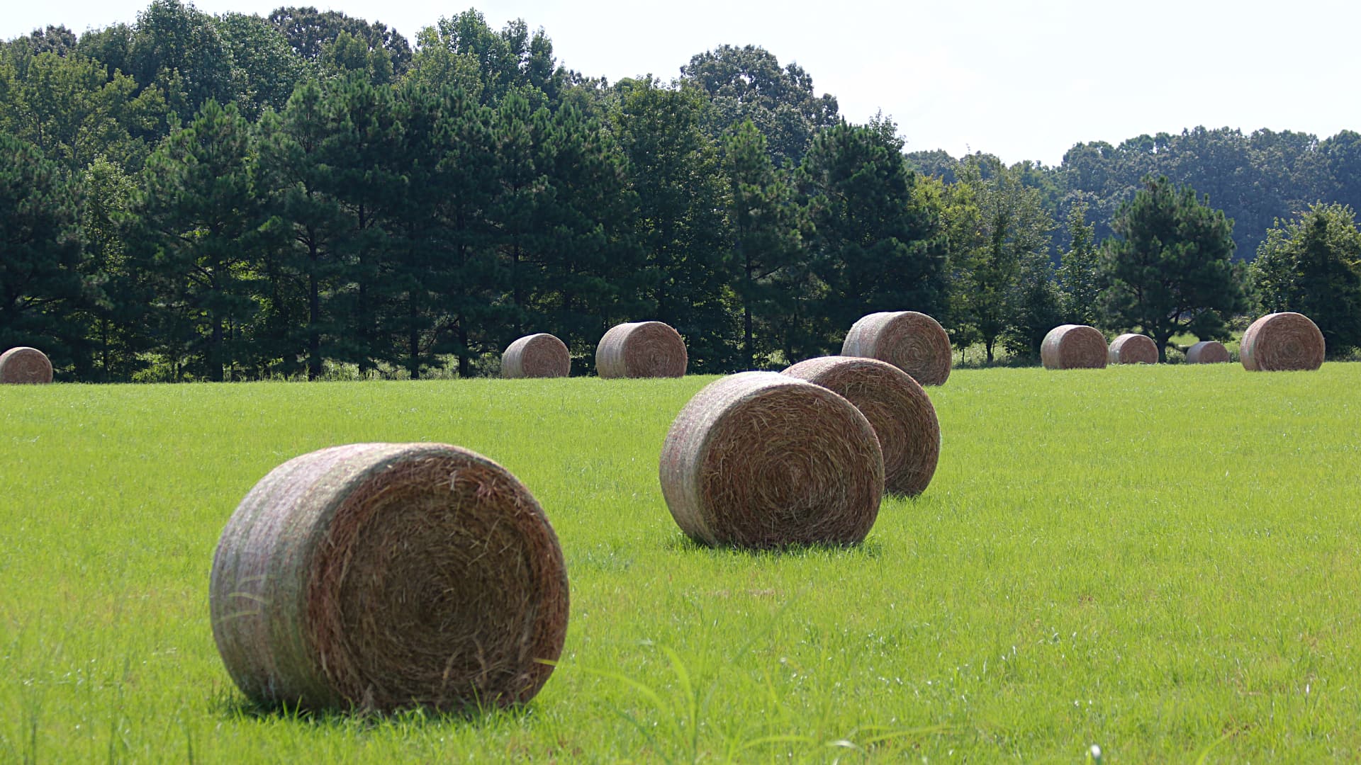 The photo shows a grassy field with many round bales of hay. Trees form a dark line along the horizon behind the field.