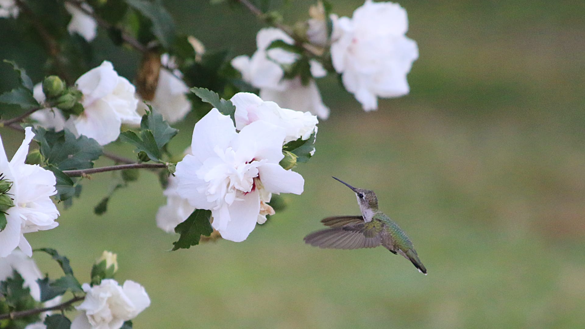 A tiny hummingbird hovers near a large white flower. The hummingbird has a long, thin beak, and its wings are blurred from flapping so fast.