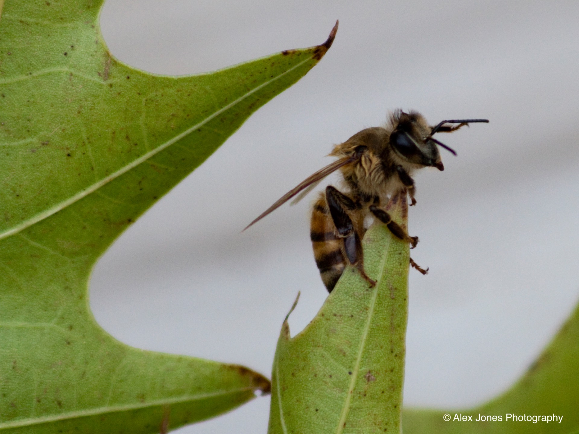 A fuzzy brown and black bee sits on a green leaf with white flower petals around it.