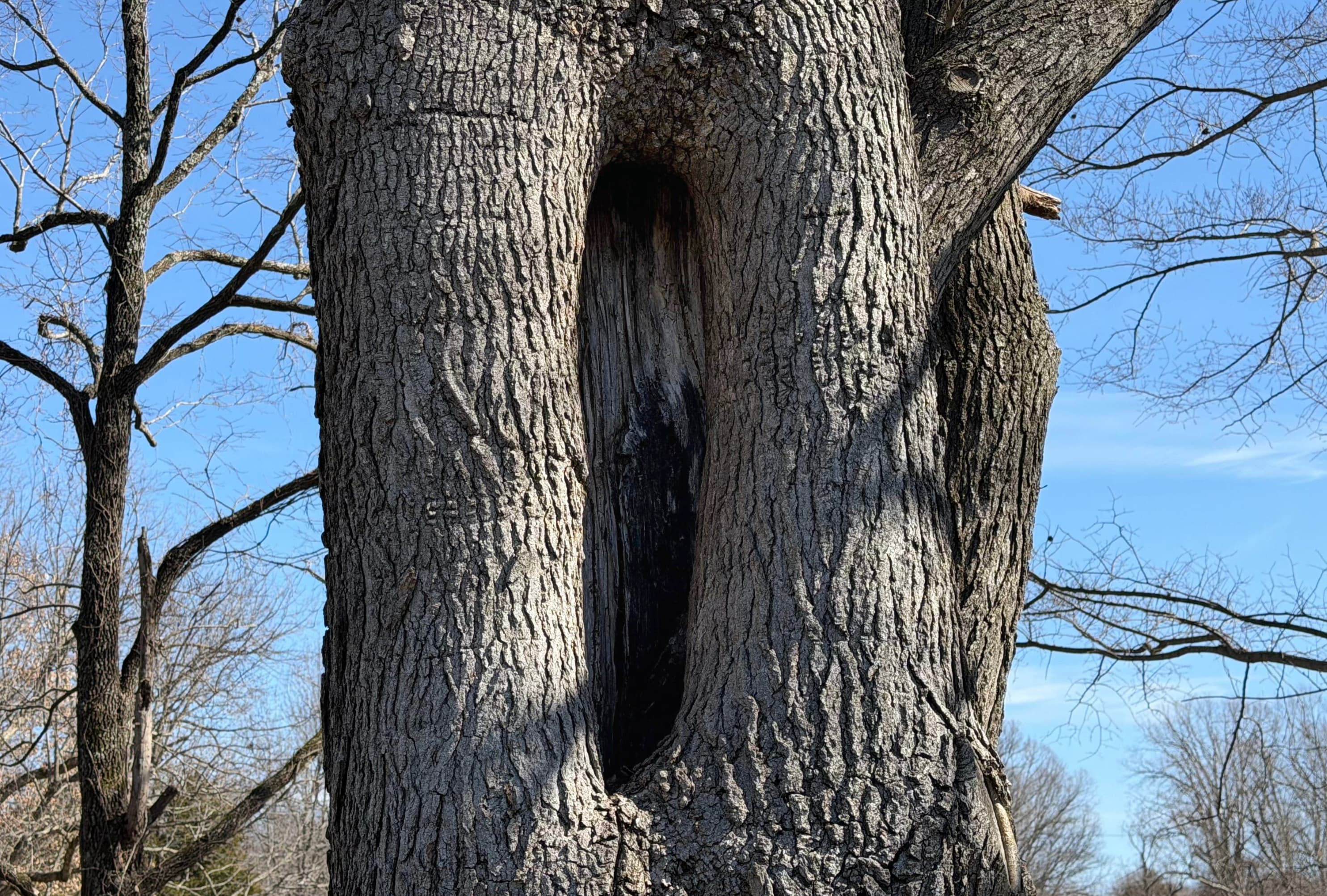 This image shows a large, old tree with a deep hollow or cavity in its trunk. The hollow opening is dark inside and has weathered bark around it.